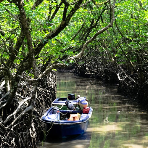 Mangrove Sailing